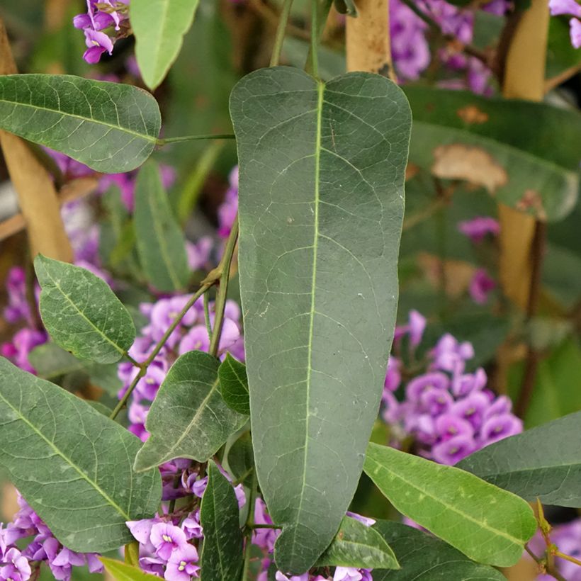 Hardenbergia violacea (Fogliame)
