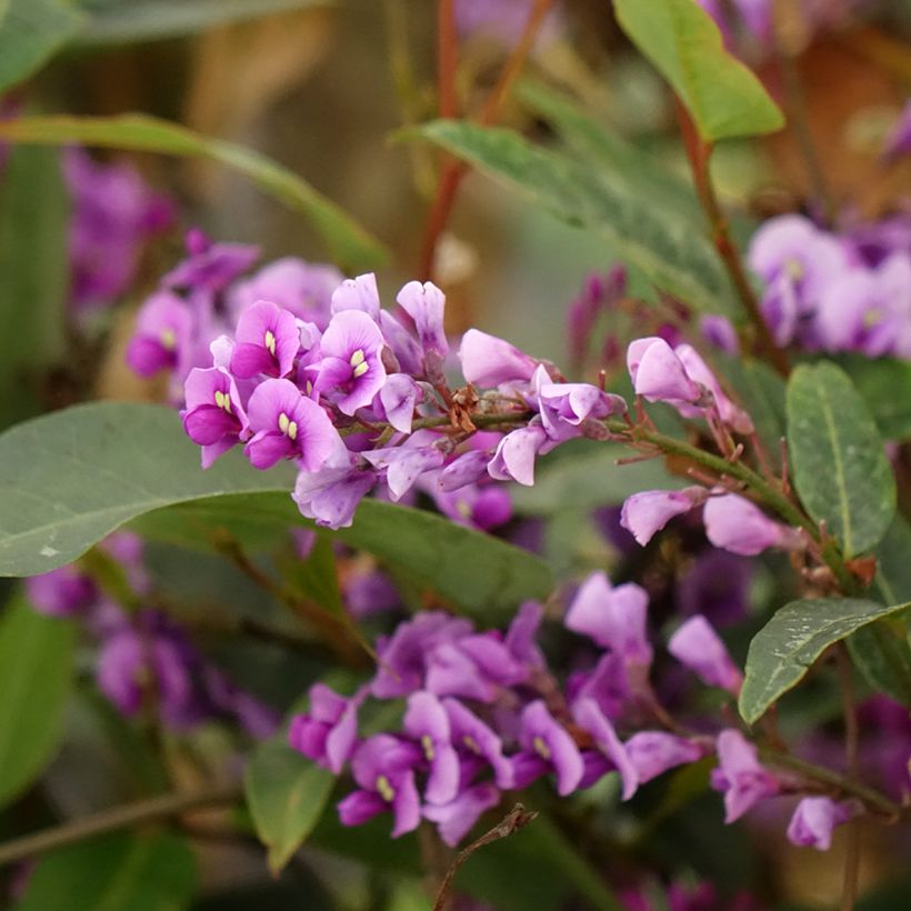 Hardenbergia violacea (Fioritura)