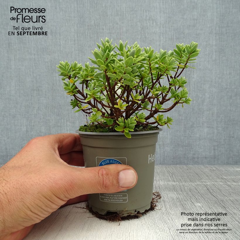 Esemplare di Veronica Cobb Valley - Hebe Vaso da Ø 10 cm/11 cm consegnato in estate