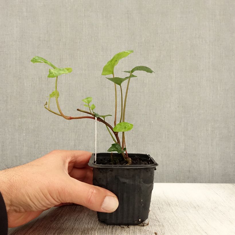 Esemplare di Hedera algeriensis - Edera algerina Vasetto da 8/9 cm come consegnato in autunno