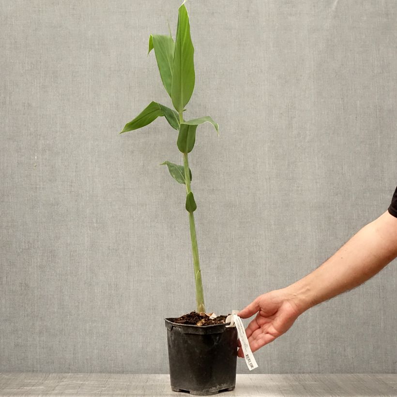 Esemplare di Hedychium forrestii Vaso da 3L/4L consegnato in estate