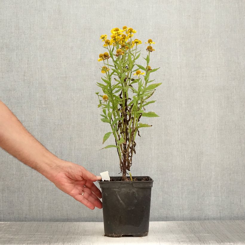 Esemplare di Helenium Double Trouble Vaso da 2L/3L consegnato in estate