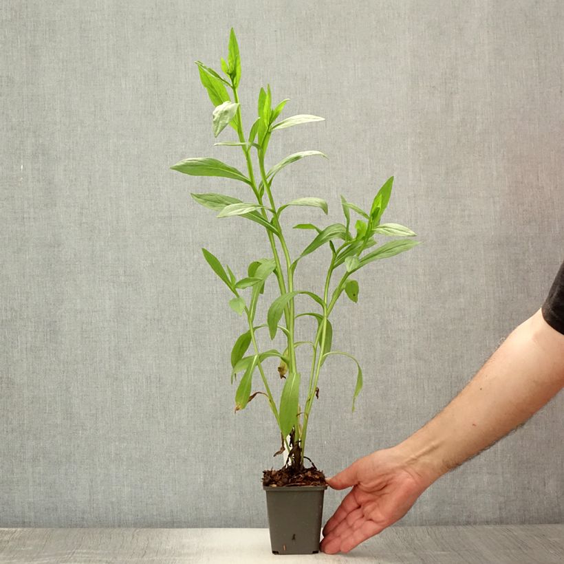 Esemplare di Helenium El Dorado Vasetto da 8/9 cm consegnato in estate