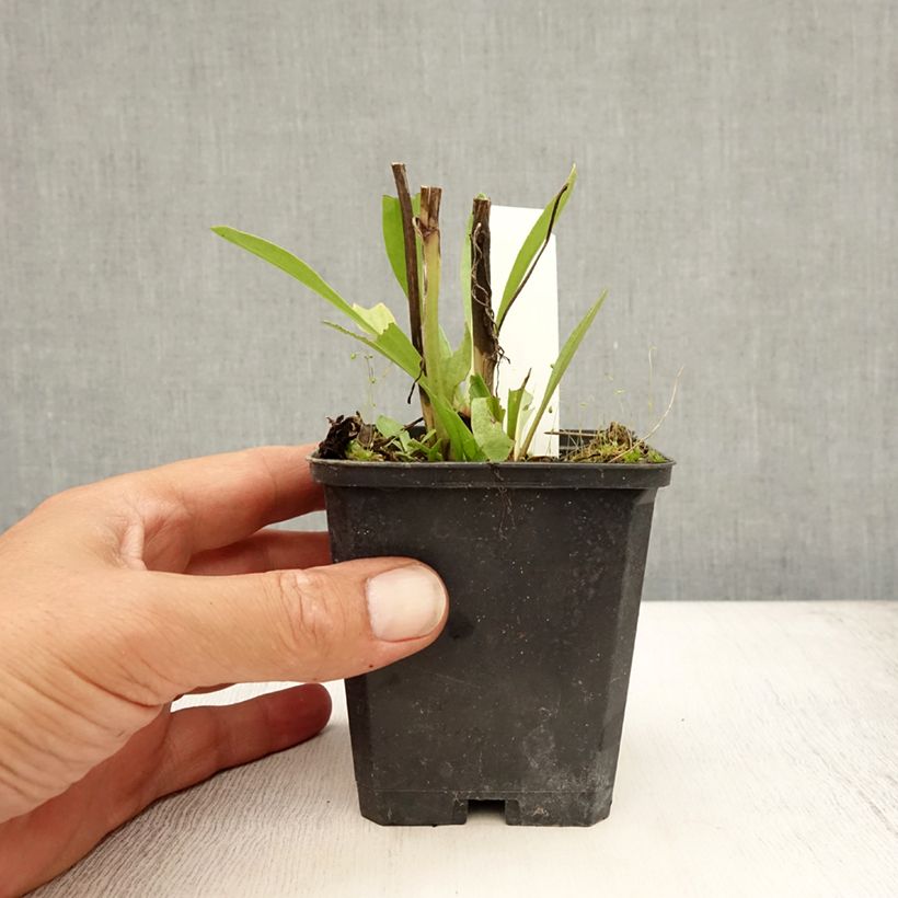 Esemplare di Helenium Moerheim Beauty Vasetto da 8/9 cm consegnato in estate