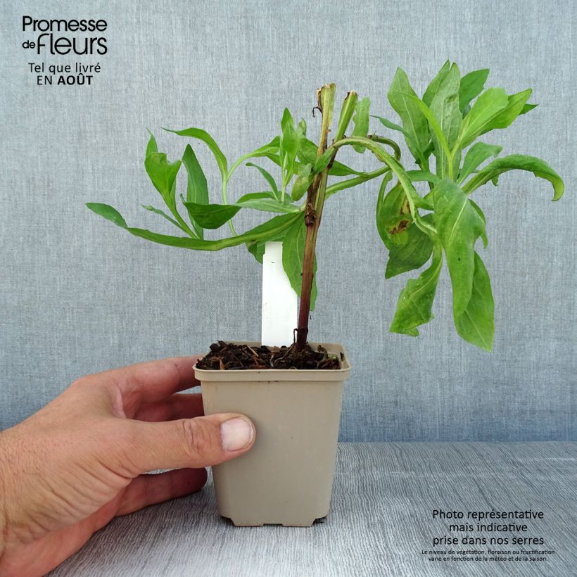 Esemplare di Helenium Kupferswerg Vasetto da 8/9 cm consegnato in estate