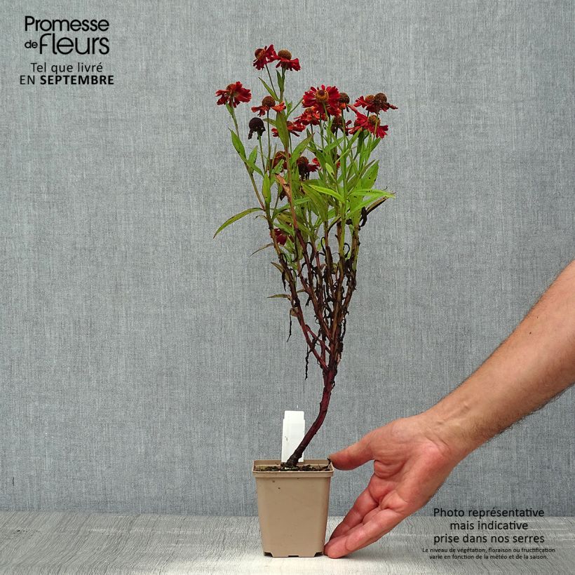 Esemplare di Helenium autumnale Mariachi Ranchera Vasetto da 8/9 cm consegnato in estate