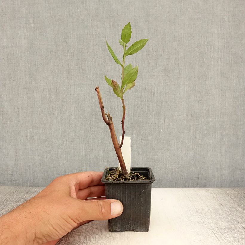 Esemplare di Helenium Rauchtopas Vasetto da 8/9 cm consegnato in estate