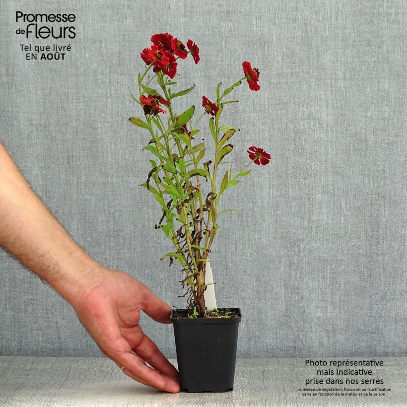 Esemplare di Helenium Red Jewel Vasetto da 8/9 cm consegnato in estate