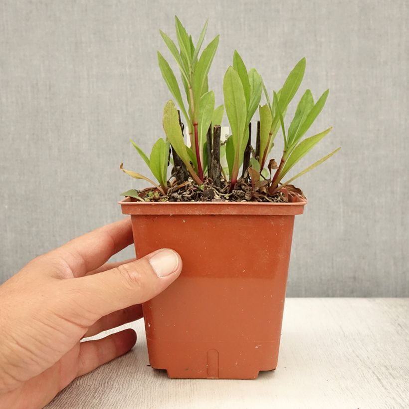 Esemplare di Helenium Sahin's Early Flowerer Vaso da 1,5L/2L consegnato in estate