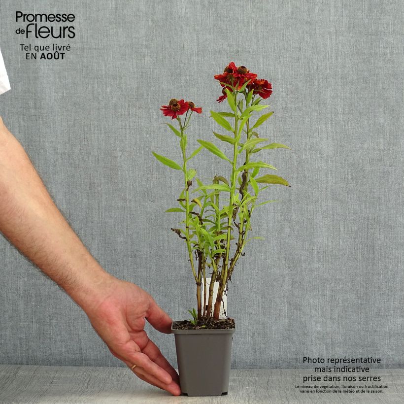 Esemplare di Helenium Strawberry Sundae Vasetto da 8/9 cm consegnato in estate