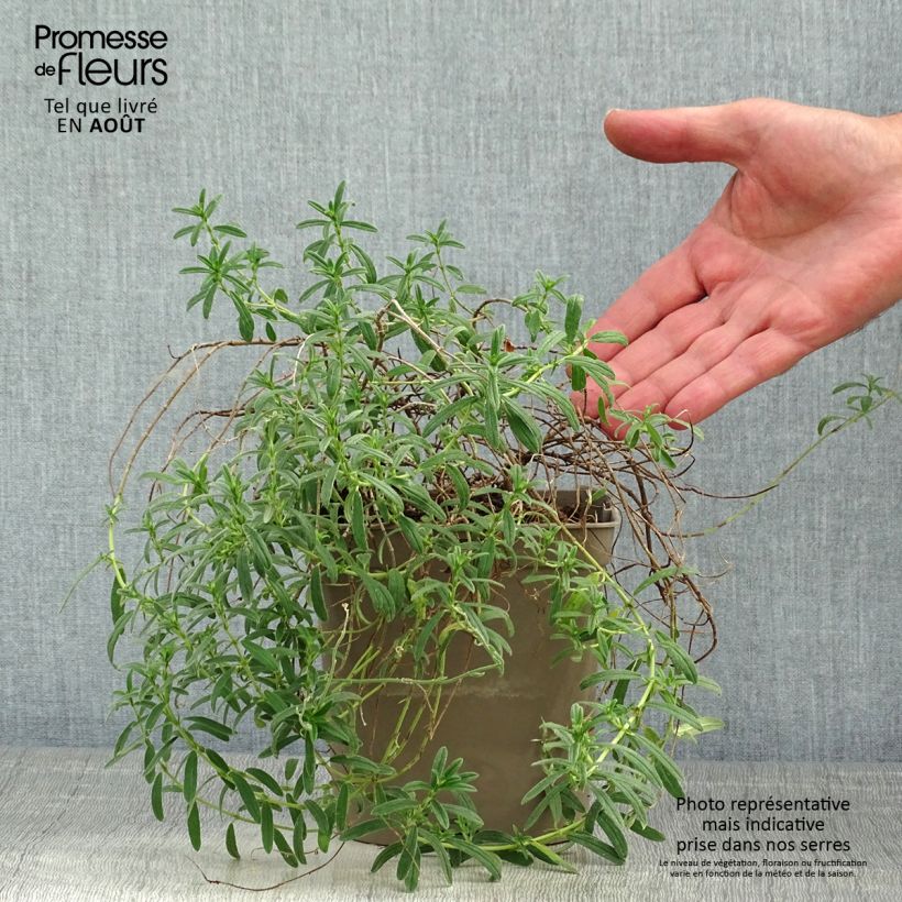 Esemplare di Helianthemum Ben Fhada - Eliantemo Vaso da 2L/3L consegnato in estate