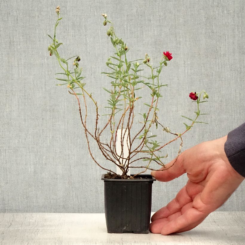 Esemplare di Helianthemum Cerise Queen - Eliantemo Vasetto da 8/9 cm consegnato in estate