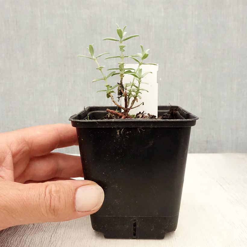 Esemplare di Helianthemum Fire Dragon - Eliantemo Vasetto da 8/9 cm consegnato in estate