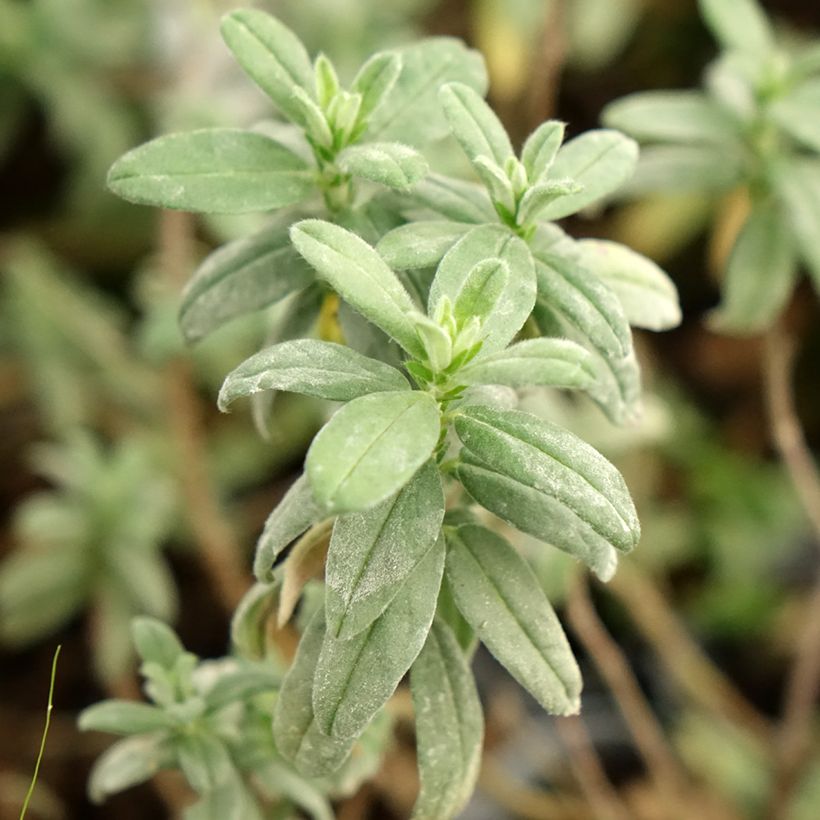 Helianthemum Fire Dragon - Eliantemo (Fogliame)