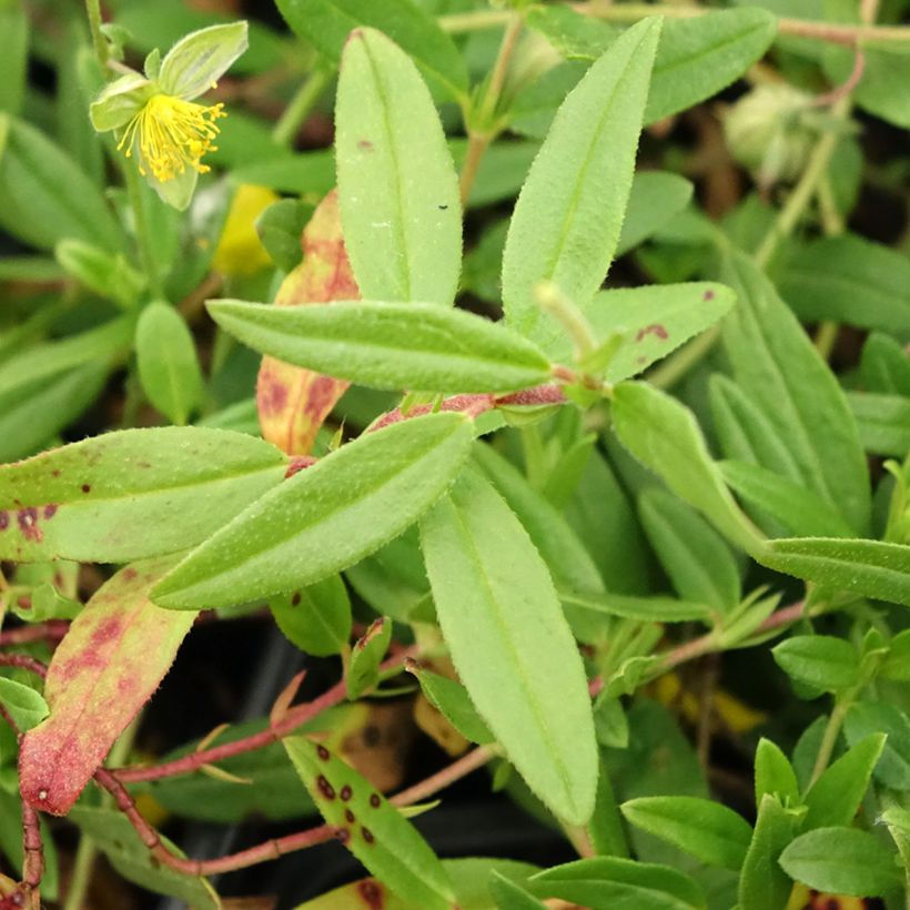Helianthemum nummularium - Eliantemo maggiore (Fogliame)