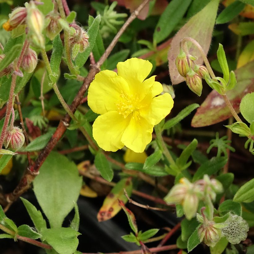 Helianthemum nummularium - Eliantemo maggiore (Fioritura)
