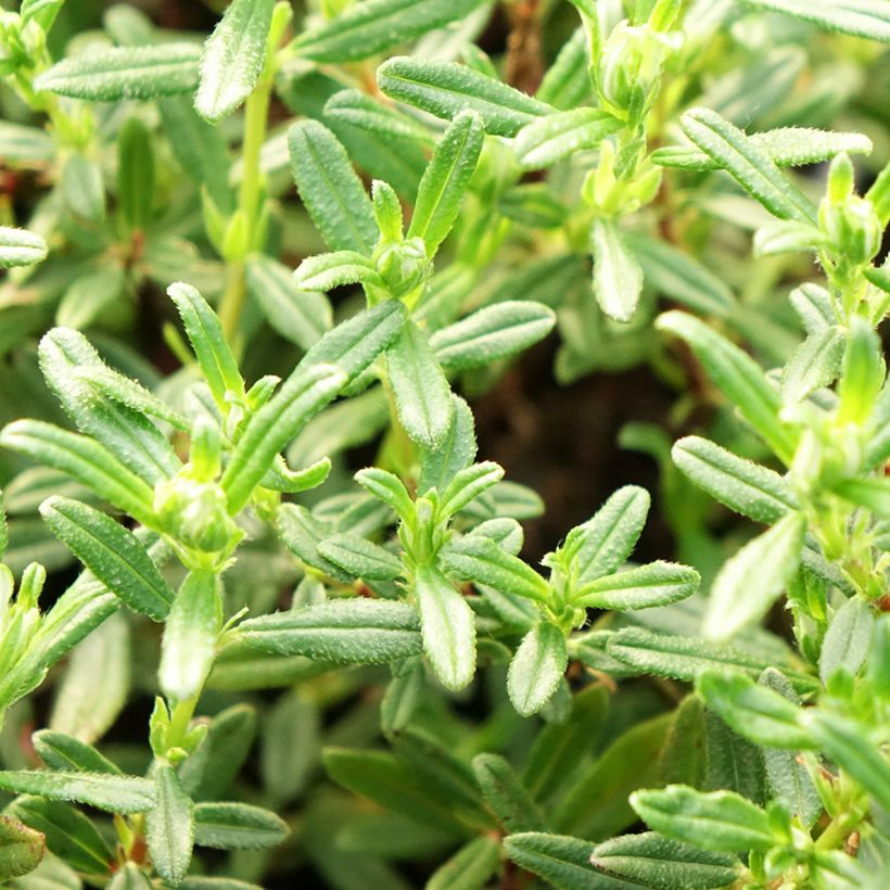 Helianthemum Sulphureum Plenum - Eliantemo (Fogliame)