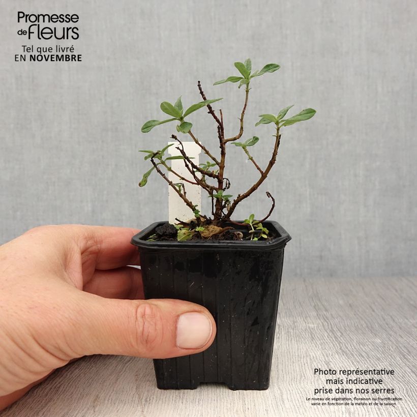 Esemplare di Helianthemum Tomato Red - Eliantemo Vasetto da 8/9 cm come consegnato in autunno