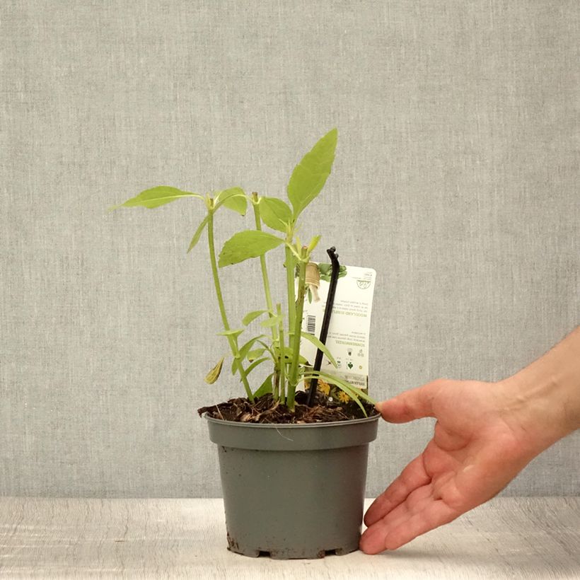 Esemplare di Helianthus strumosus - Girasole ghiandoloso Vaso da 1,5L/2L consegnato in estate