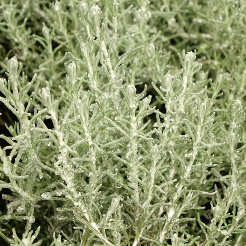 Elicriso italiano Aladin (Fogliame)
