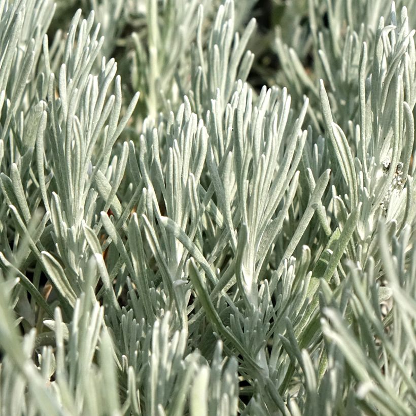Elicriso italiano Weisses Wunder (Fogliame)