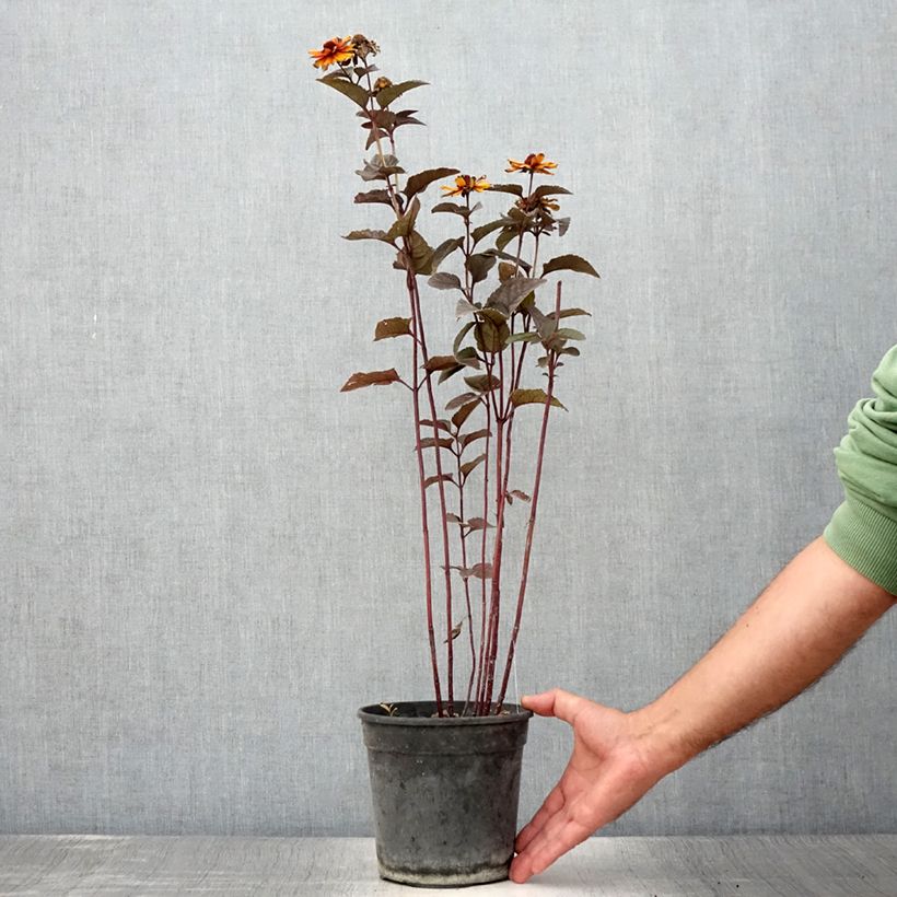 Esemplare di Heliopsis helianthoides var. scabra Fire Twister - Héliopsis faux-hélianthe - Pot de 2L/3L consegnato in estate