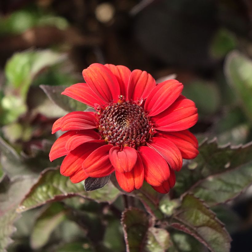 Heliopsis helianthoides Luna Roja (Fioritura)
