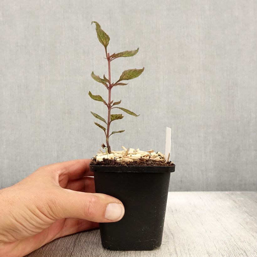 Esemplare di Heliopsis helianthoides var. scabra Summer Pink Vasetto da 8/9 cm come consegnato in autunno