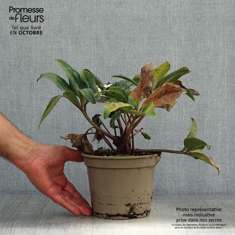 Esemplare di Helleborus ballardiae Maestro - Elleboro Vaso da 2L/3L come consegnato in autunno