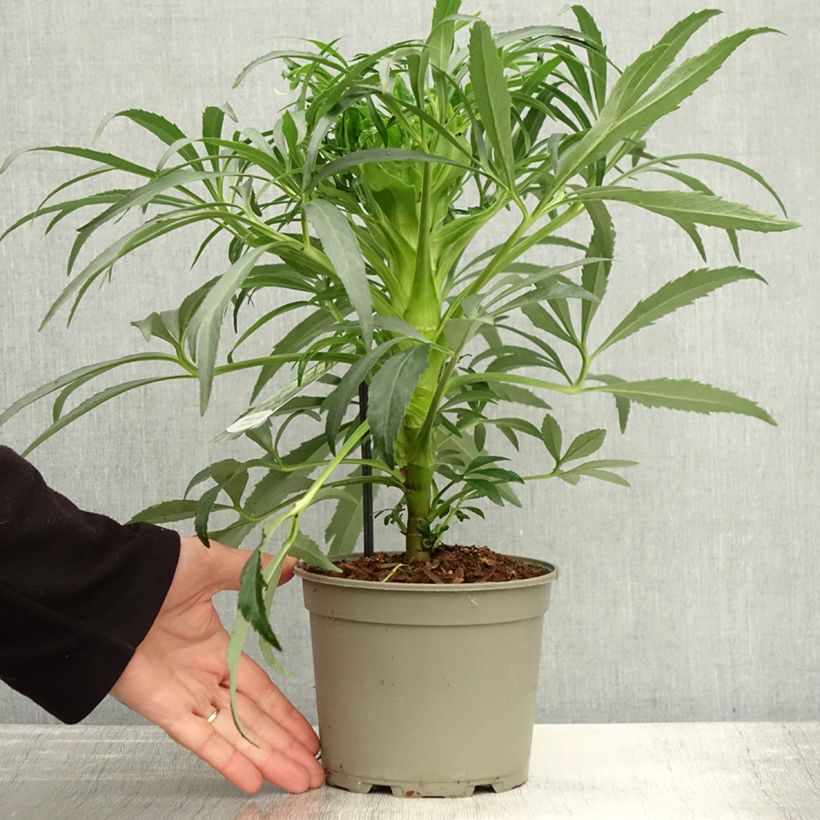 Esemplare di Helleborus foetidus Bowles Form - Elleboro puzzolente Vaso da 1L/1,5L come consegnato in autunno