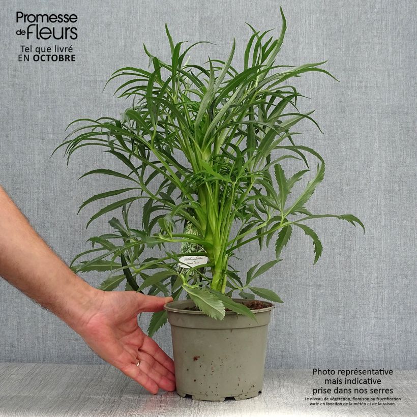 Esemplare di Helleborus foetidus Bowles Form - Elleboro puzzolente Vaso da 2L/3L come consegnato in autunno