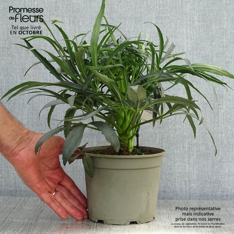Esemplare di Helleborus foetidus Sopron - Elleboro puzzolente Vaso da 2L/3L come consegnato in autunno