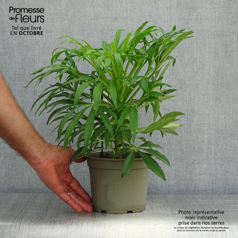 Esemplare di Helleborus foetidus Yellow - Elleboro puzzolente Vaso da 1,5L/2L come consegnato in autunno