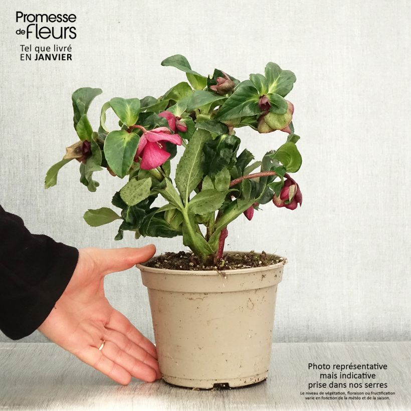 Helleborus nigercors HGCIce Breaker RUBY - Elleboro Vaso da 2L/3L esemplare consegnato in inverno