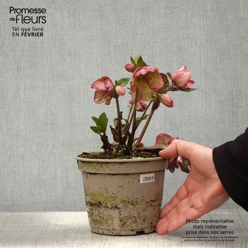Helleborus HGC Ice N' Roses Marbled Macy Marble - Elleboro Vaso da 2L/3L esemplare consegnato in inverno