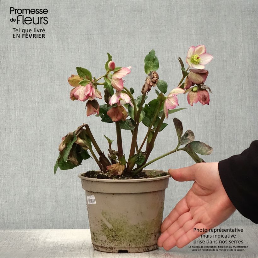 Helleborus HGC Ice N' Roses Marbled Maddy Marble - Elleboro Vaso da 2L/3L esemplare consegnato in inverno