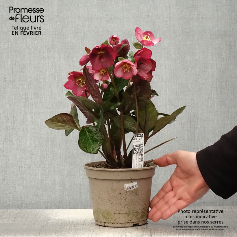 Helleborus HGC Ice N' Roses Marbled Mindy Marble - Elleboro Vaso da 2L/3L esemplare consegnato in inverno