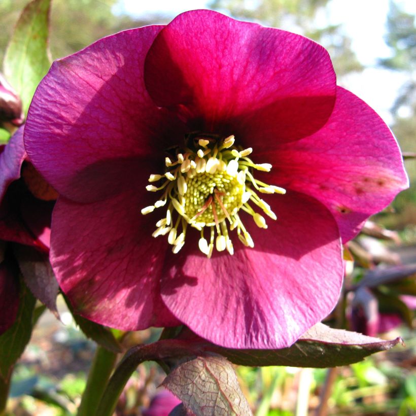 Helleborus HGC Ice N' Roses Red - Elleboro (Fioritura)