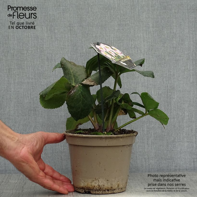 Esemplare di Helleborus HGC Ice N' Roses Picotee - Elleboro Vaso da 2L/3L come consegnato in autunno