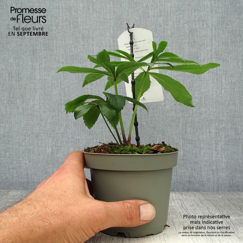 Esemplare di Helleborus multifidus ssp. bocconei - Elleboro Vaso da 1L/1,5L come consegnato in autunno
