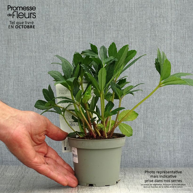 Esemplare di Helleborus niger Double Fashion - Rosa di natale Vaso da 1L/1,5L come consegnato in autunno