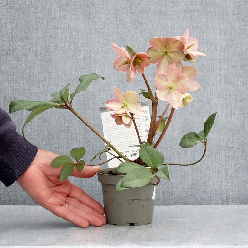 Helleborus nigercors Candy Love - Elleboro Vaso da Ø 12 cm / 13 cm esemplare consegnato in primavera