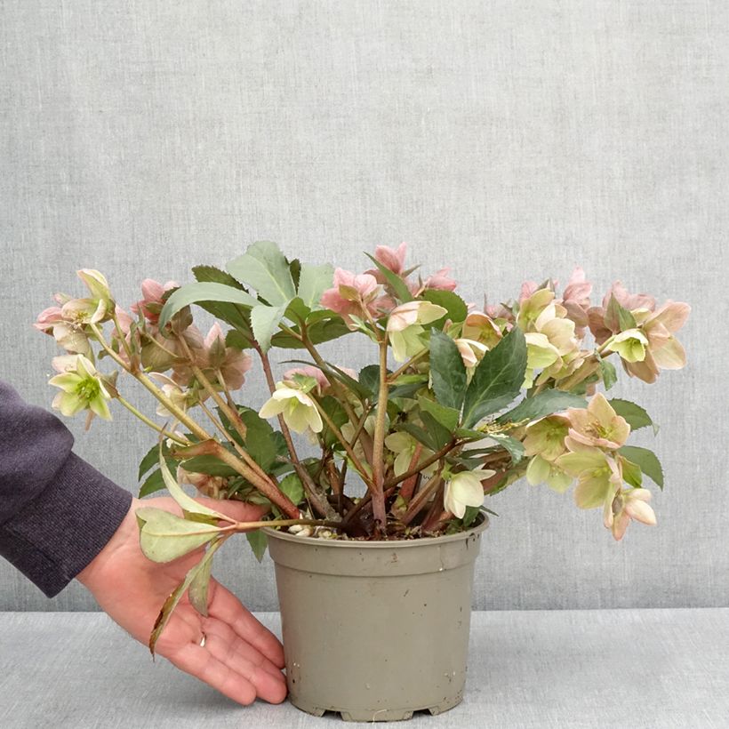 Helleborus nigercors Emma - Elleboro Vaso da 2L/3L esemplare consegnato in primavera