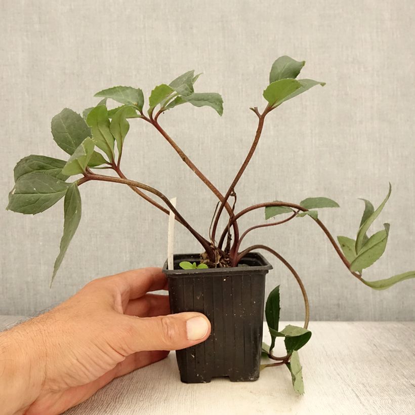 Esemplare di Helleborus ericsmithii Scrat Ice - Elleboro Vasetto da 8/9 cm consegnato in estate