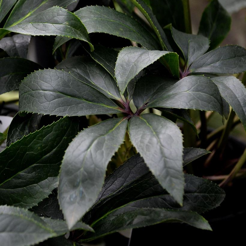 Helleborus nigercors Snow Love - Elleboro (Fogliame)