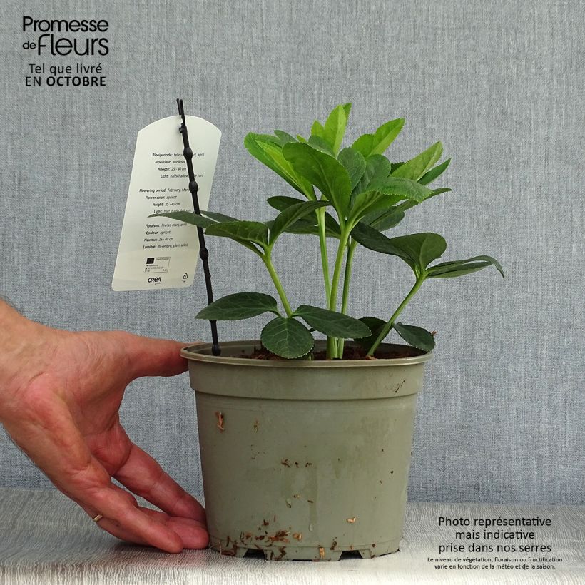 Esemplare di Helleborus Apricot - Elleboro Vaso da 2L/3L come consegnato in autunno