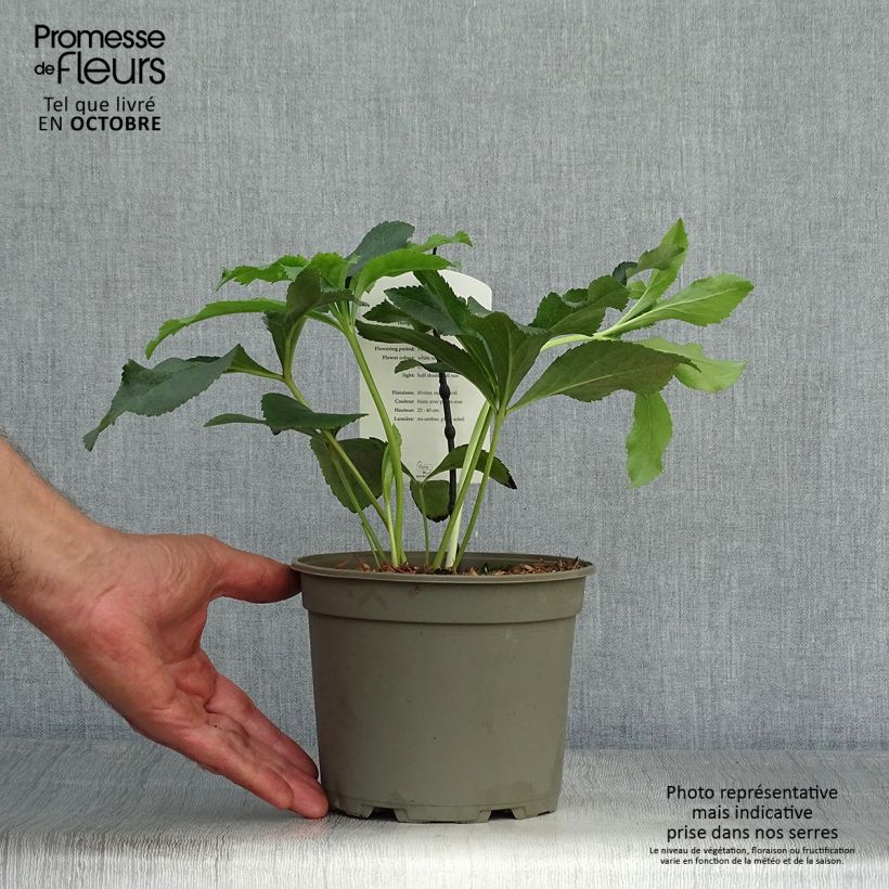 Esemplare di Helleborus Anemone White Spotted - Elleboro Vaso da 2L/3L come consegnato in autunno
