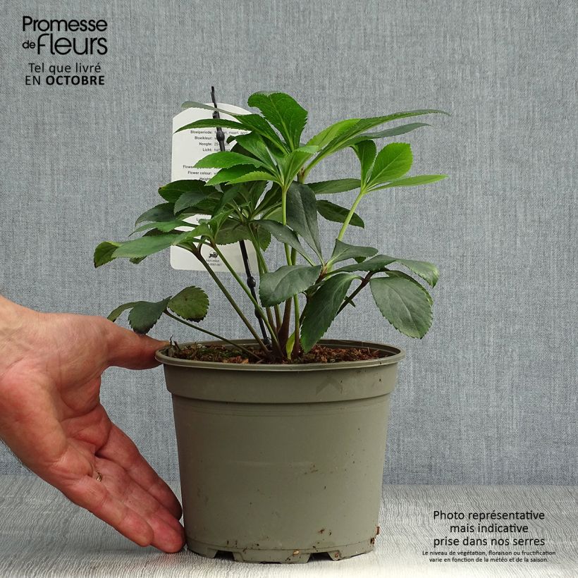 Esemplare di Helleborus Anemone White - Elleboro Vaso da 2L/3L come consegnato in autunno