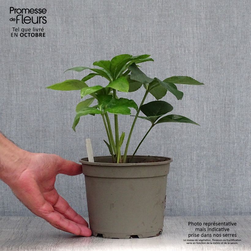 Esemplare di Helleborus Anemone Yellow - Elleboro Vaso da 2L/3L come consegnato in autunno