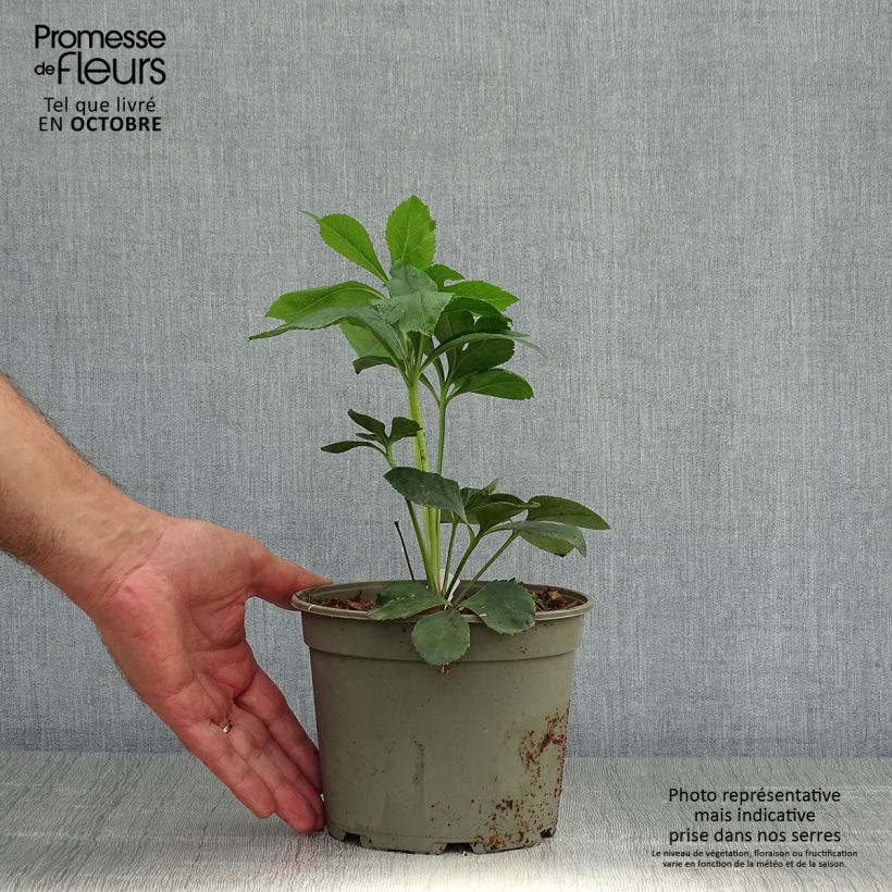 Esemplare di Helleborus Anemone Black - Elleboro Vaso da 2L/3L come consegnato in autunno